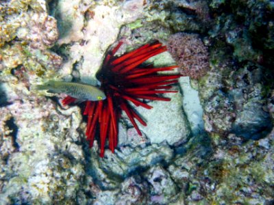 A red slate pencil urchin (Heterocentrotus mamillatus) on Midway's fringing reef photo