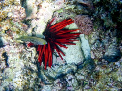 A red slate pencil urchin (Heterocentrotus mamillatus) on Midway's fringing reef