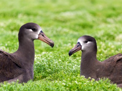 One of the first black-footed albatross pairs (Phoebastria nigripes) to return for the mating season photo