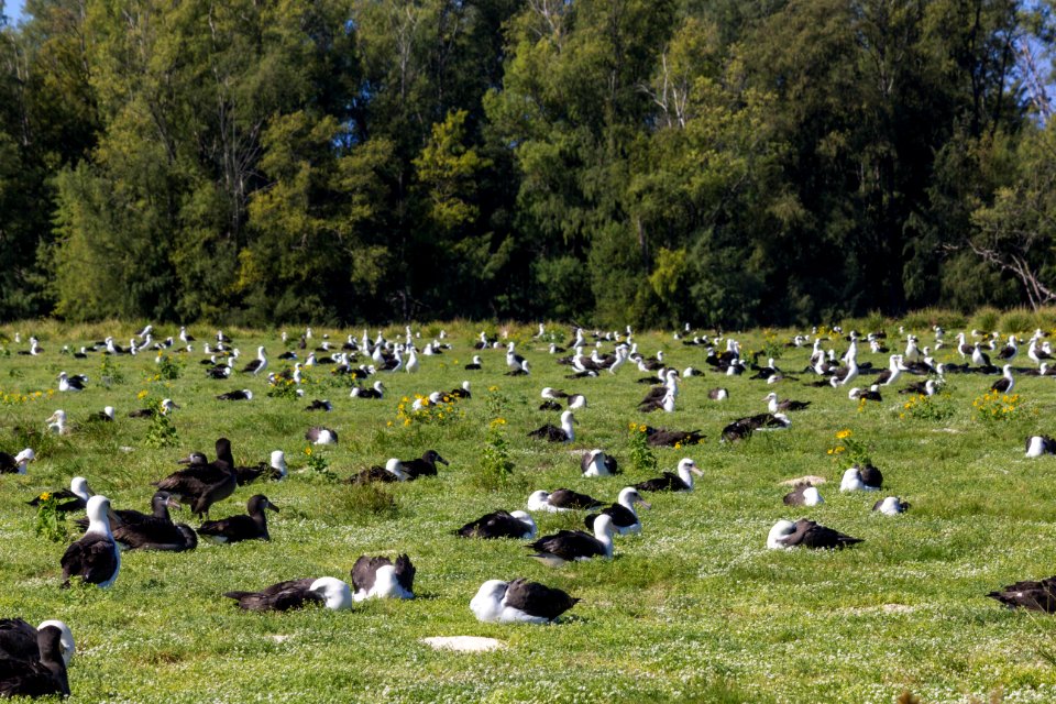 This field of Laysan albatross (Phoebastria immutabilis) is somewhere around 50% capacity
