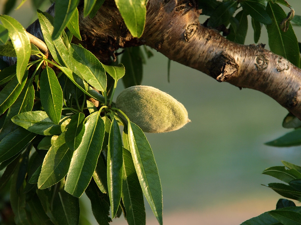 Almond tree vegetable