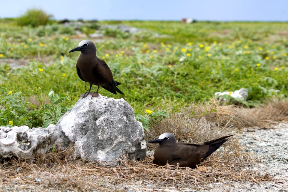 A pair of brown noddies (Anous stolidus) and their nest on Eastern Island