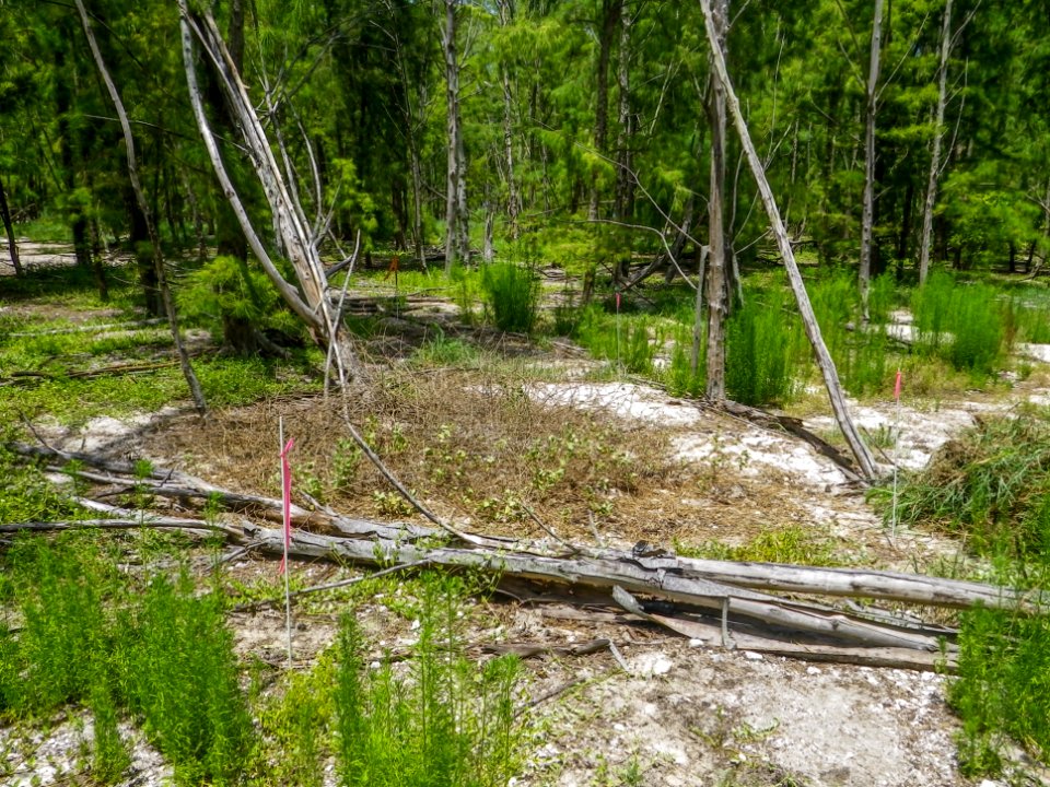 One of the largest endangered pōpolo (Solanum nelsonii) plants on Sand Island: AFTER non-native plant removal