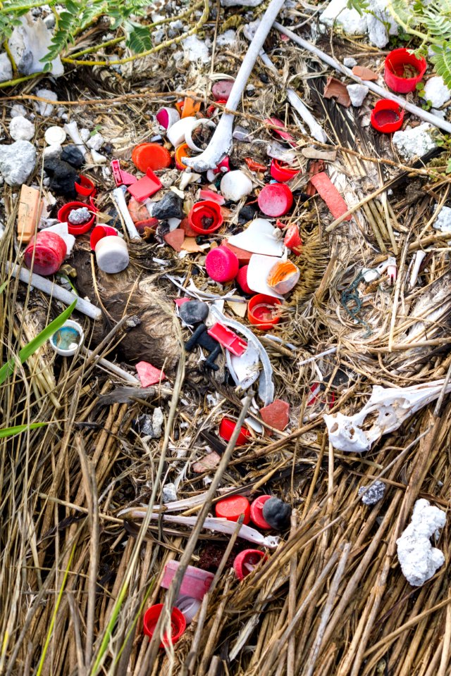 As it decomposes, an albatross carcass reveals the plastic the bird consumed before it died