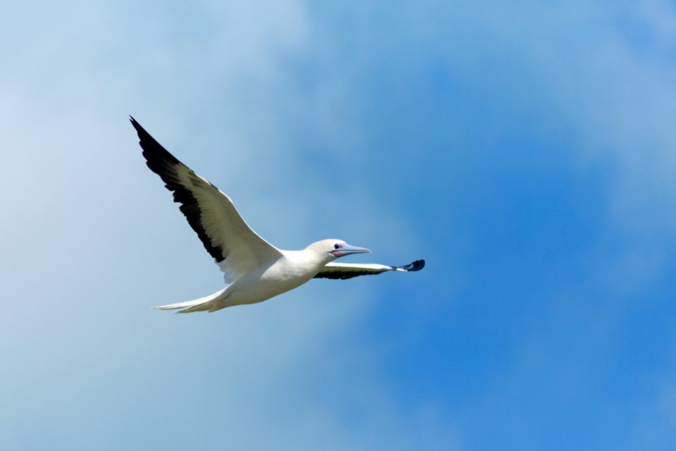 An adult red-footed booby (Sula sula) in flight
