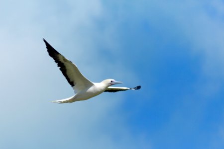 An adult red-footed booby (Sula sula) in flight photo