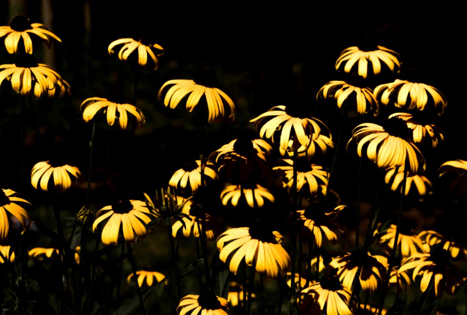 Low Key Yellow Wildflowers