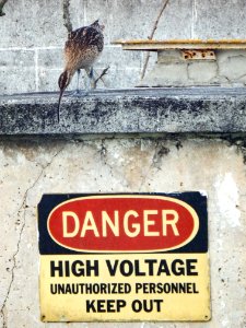 A bristle-thighed curlew (Numenius tahitiensis) inspects a danger sign on an old building