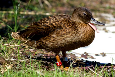 A juvenile Laysan duck (Anas laysanensis) with a red leg band quacks