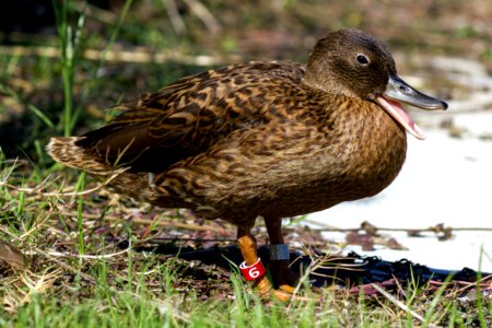 A juvenile Laysan duck (Anas laysanensis) with a red leg band quacks photo