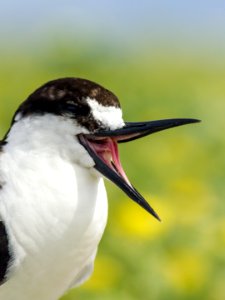 A close-up view of a sooty tern (Onychoprion fuscatus) and its unusual mouth