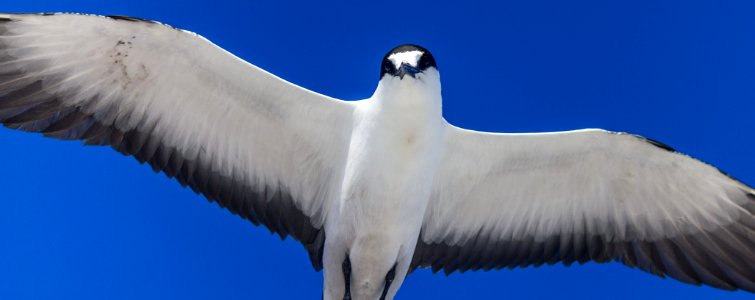 A sooty tern (Onychoprion fuscatus) in flight