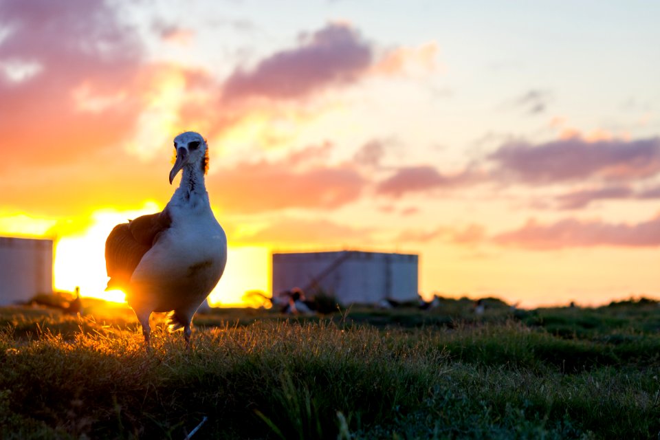 A juvenile Laysan albatross (Phoebastria immutabilis) at sunset