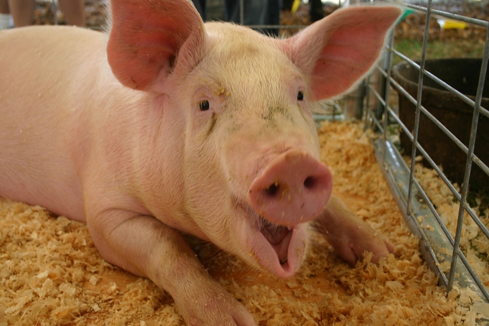 Mouth open farm animal country