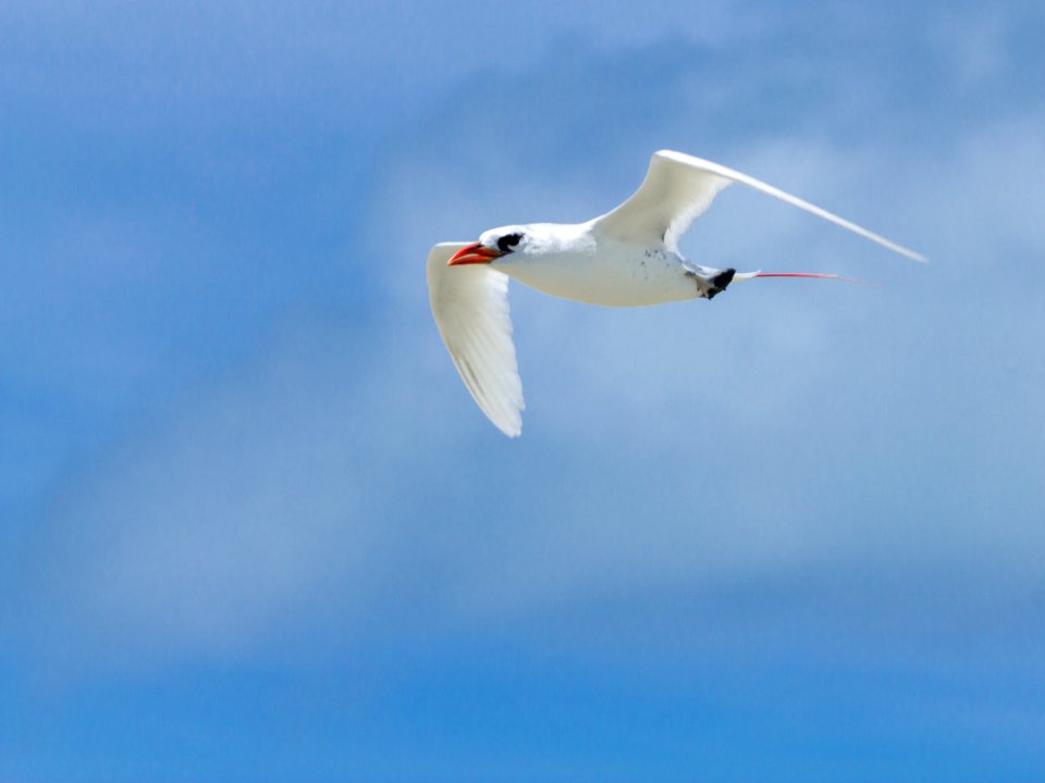 Red-tailed tropicbird (Phaethon rubricauda) in flight