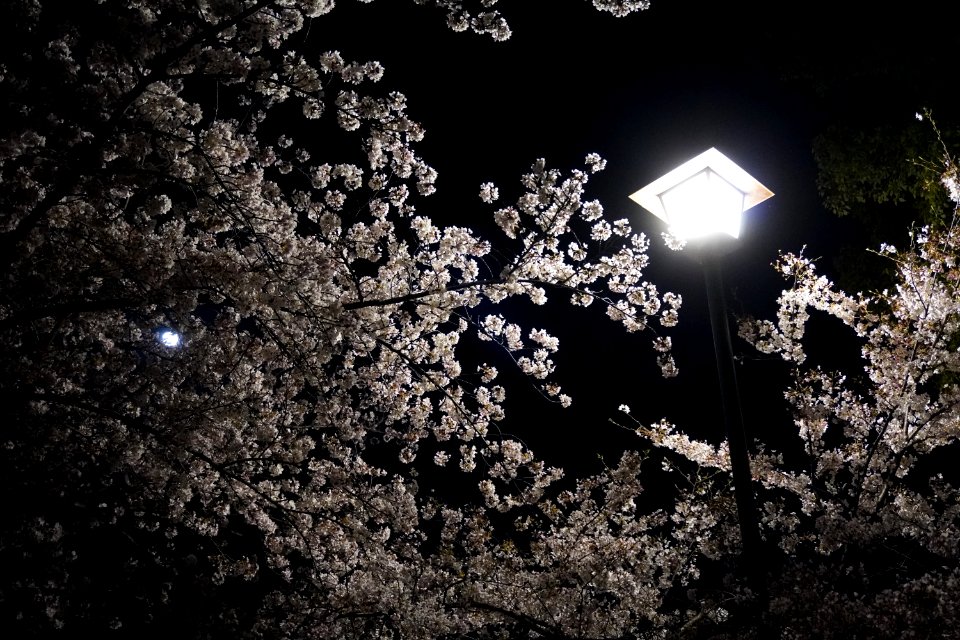 Cherry blossoms at night (Yozakura, 夜桜)