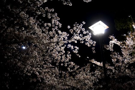 Cherry blossoms at night (Yozakura, 夜桜) photo