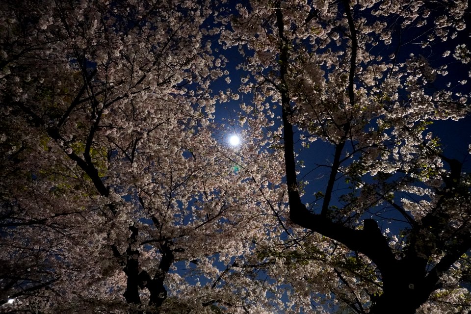 Cherry blossoms at night (Yozakura, 夜桜)
