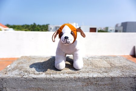 Cute dog - Fstop test