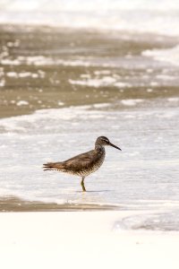 Either a long-billed or short-billed dowitcher