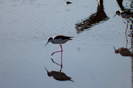 Perrito(s) (Himantopus mexicanus)