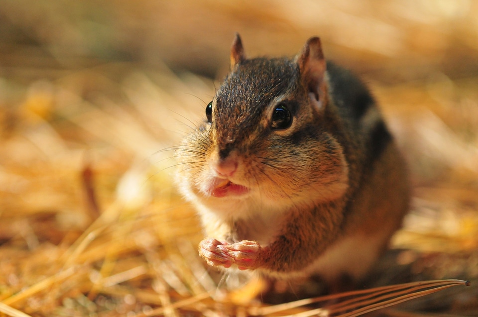 Wild squirrel adorable