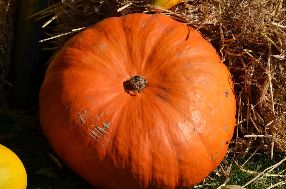 Orange autumn thanksgiving