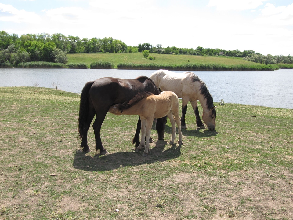 Ride gelding animal