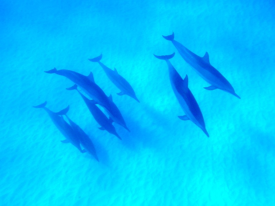 Spinner dolphins (Stenella longirostris) swimming in Midway's lagoon