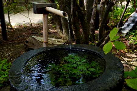 Japanese bamboo water sprout photo