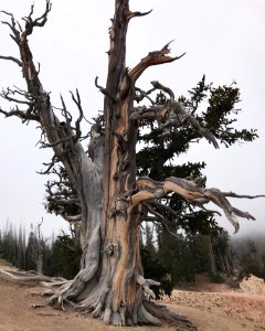 2,000 year-old bristlecone