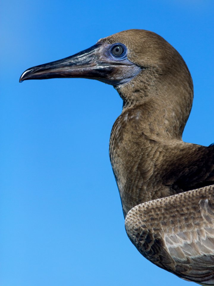 Portrait of a juvenile red-footed booby (Sula sula)