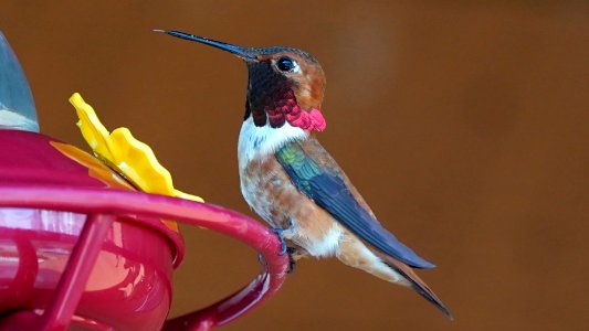 Saskatchewan River Crossing Rufous Hummingbird