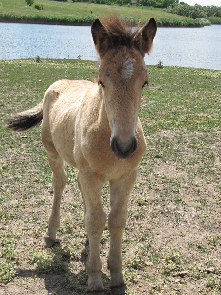 Ride gelding animal