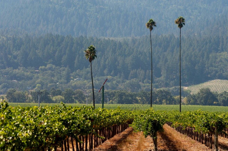 Three Palms Vineyard