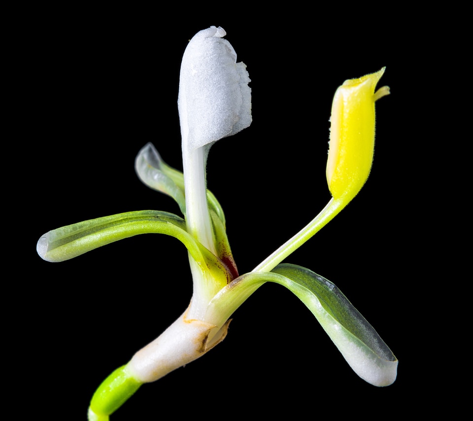 Blossom bloom white yellow