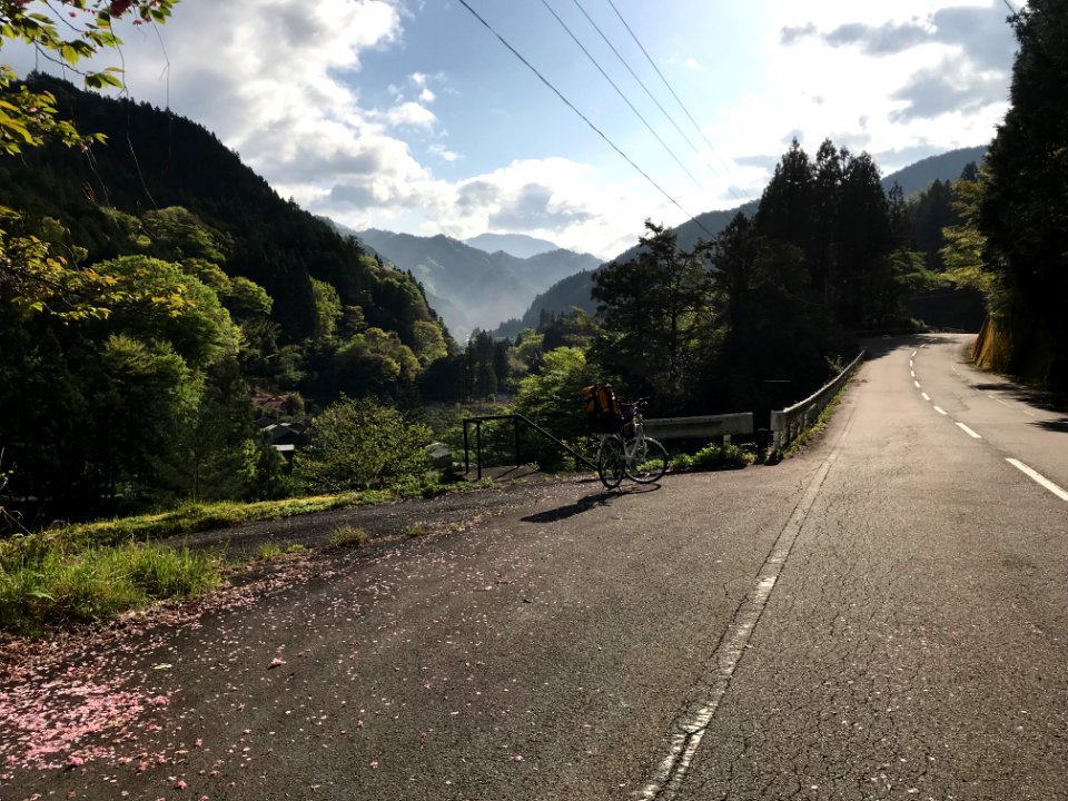 Mountains and Sakura Pedals