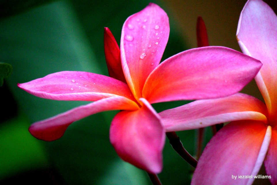 Plumeria riddle IMG_3924