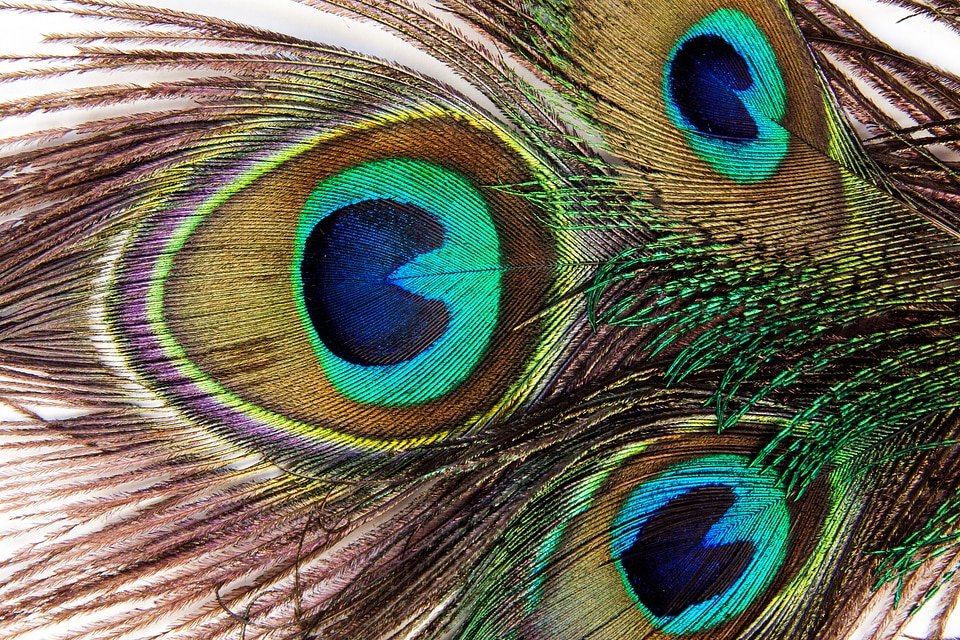 Peacock pavo cristatus vogelfedenr