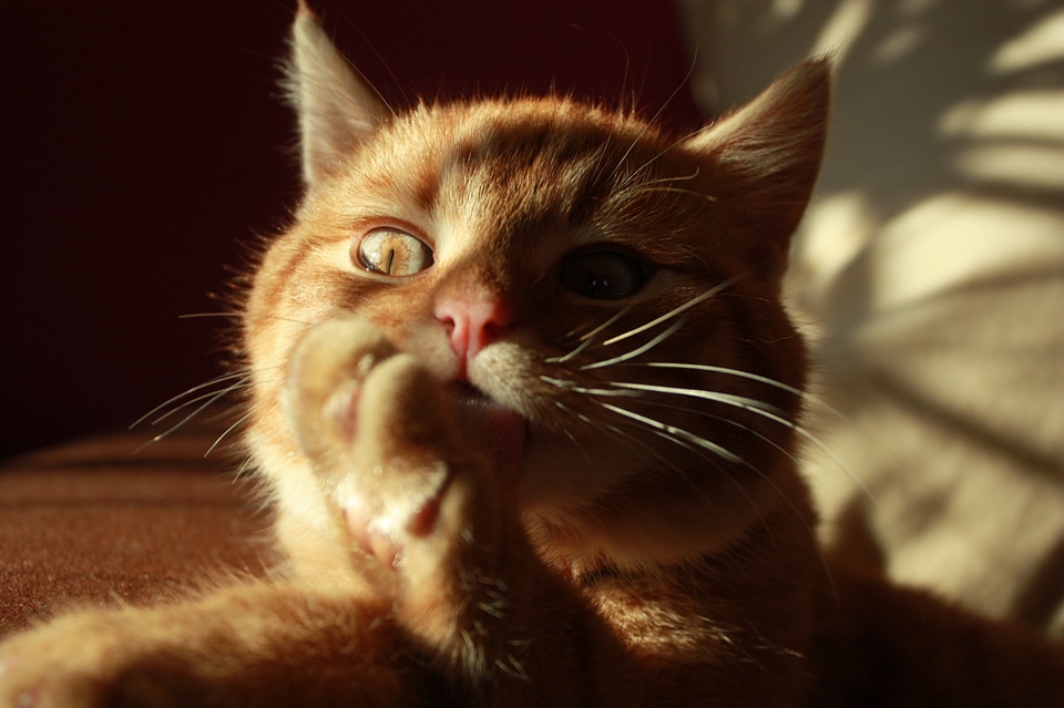 Pet cat's eyes laziness