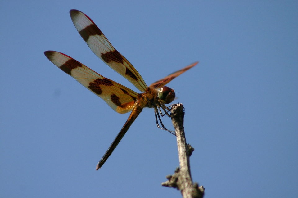 Dragonfly wings large photo