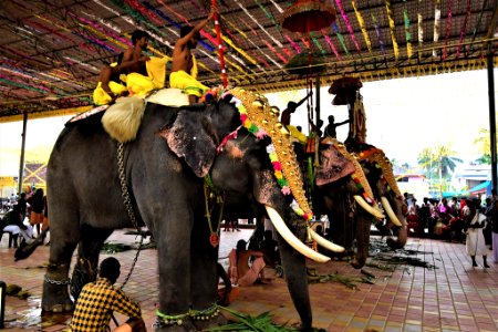 Kerala Holi Elephants photo