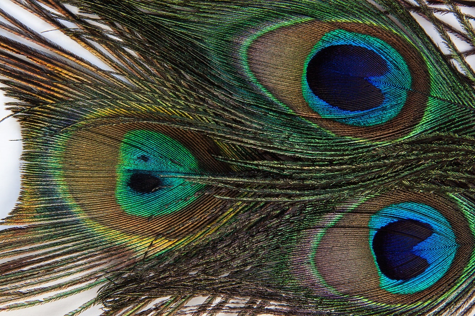 Peacock pavo cristatus vogelfedenr