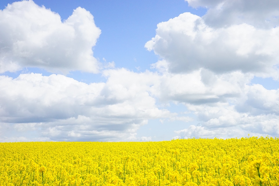 Oilseed rape contrasts high contrast