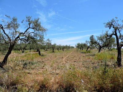 Olivar de Valencina de la Concepción (Sevilla)