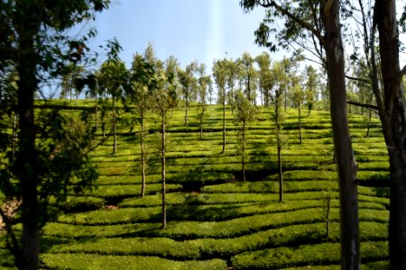 Kumarakom Tea Estate photo
