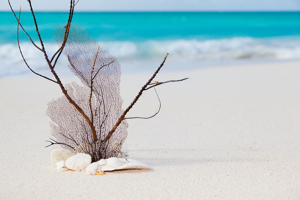 Caribbean concept coral