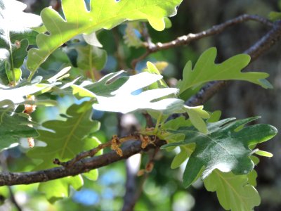 Hojas del roble. Fuenteheridos (Huelva).