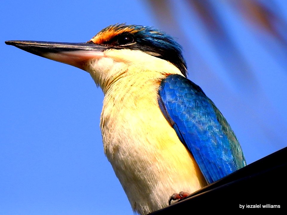 Portrait of a Sacred Kingfisher by iezalel williams DSCN1474-002