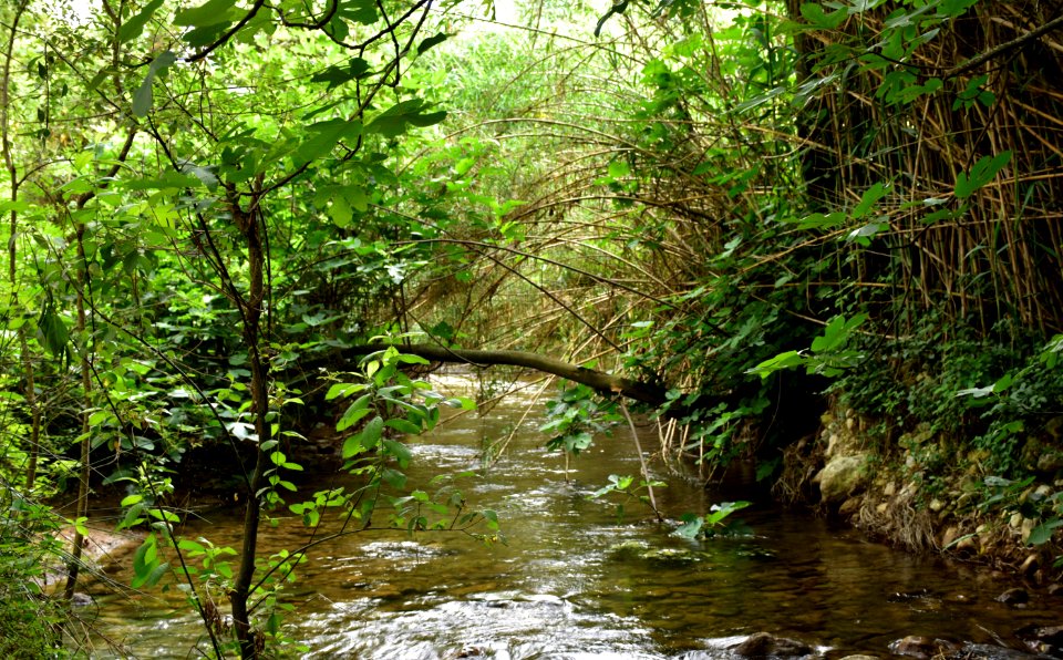 Río Majaceite. Benamahoma (Cádiz).